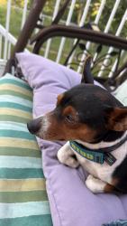 Found/Stray Male Dog last seen Popular lake, Edmonton, AB T5Z 3Z5