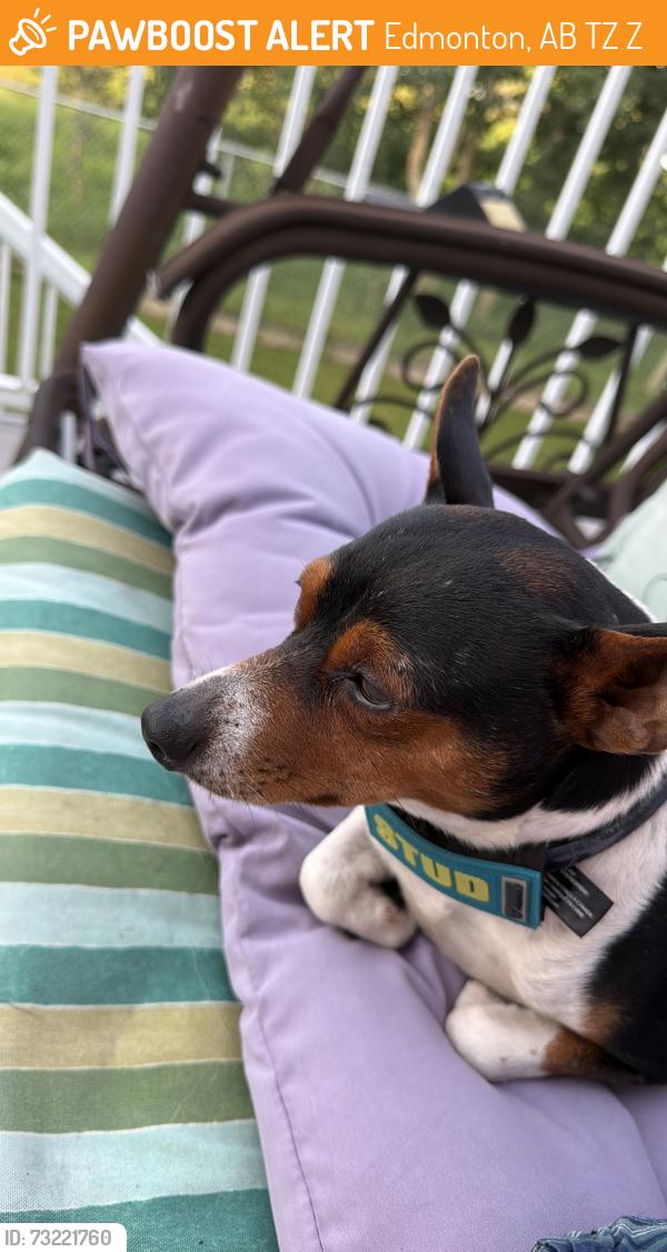 Found/Stray Male Dog last seen Popular lake, Edmonton, AB T5Z 3Z5