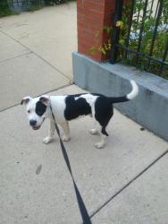 Found/Stray Male Dog last seen Blackstone between 55th and 56th, Chicago, IL 60637