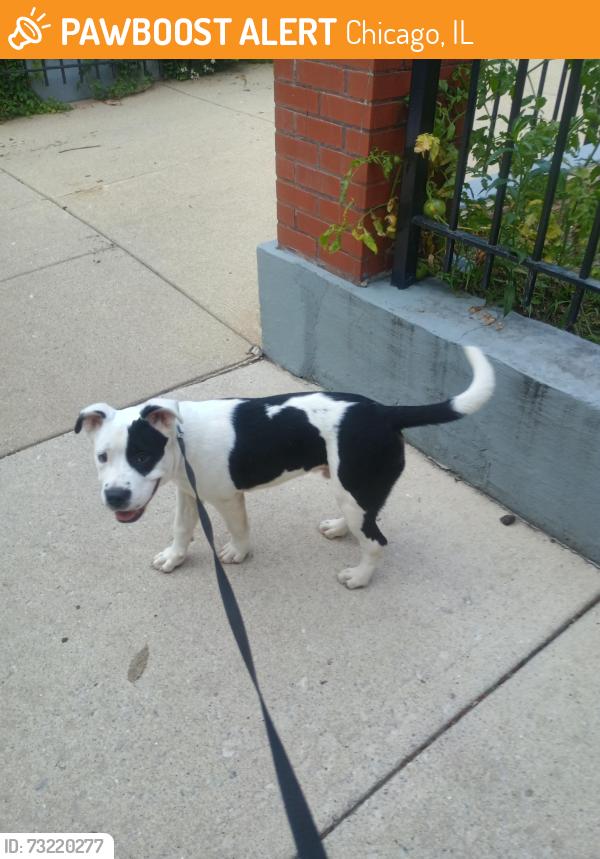 Found/Stray Male Dog last seen Blackstone between 55th and 56th, Chicago, IL 60637