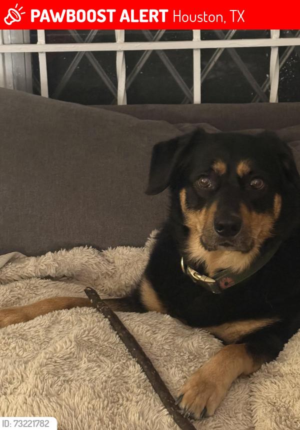 Lost Female Dog last seen Cactus, Houston, TX 77026
