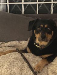 Lost Female Dog last seen Cactus, Houston, TX 77026