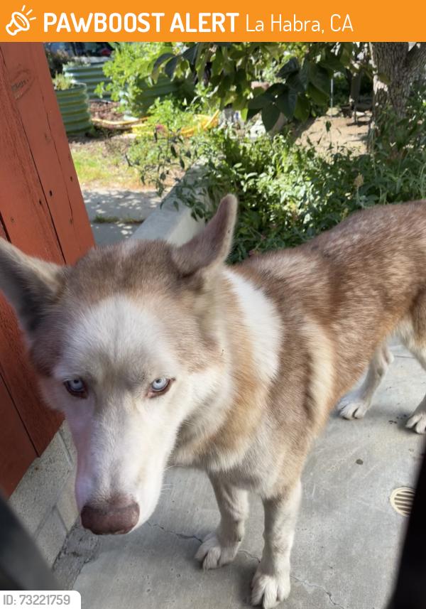 Found/Stray Male Dog last seen Walnut St, La Habra, CA 90631
