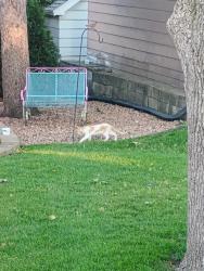Found/Stray Unknown Cat last seen 44th and Dakota area, Milwaukee, WI 53219