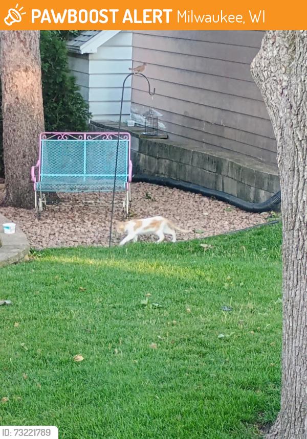 Found/Stray Unknown Cat last seen 44th and Dakota area, Milwaukee, WI 53219