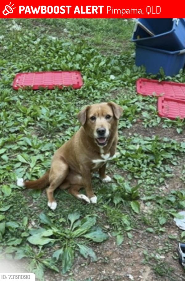 Lost Male Dog last seen Dixon dr is where he stays, Pimpama, QLD 4209
