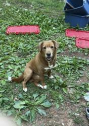 Lost Male Dog last seen Dixon dr is where he stays, Pimpama, QLD 4209