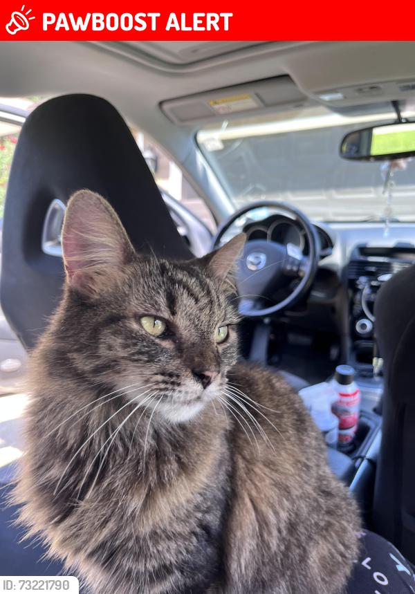 Lost Female Cat last seen The Yancey hse, Gwinnett County, GA 30017