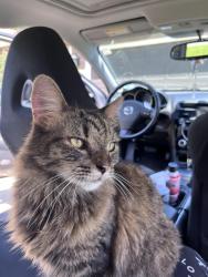 Lost Female Cat last seen The Yancey hse, Gwinnett County, GA 30017