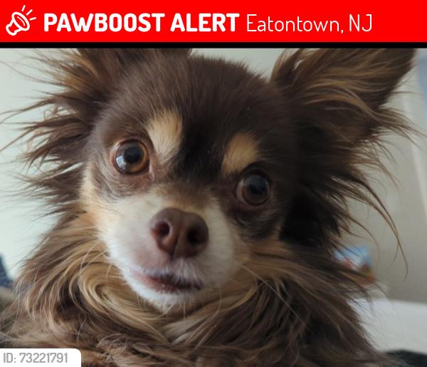 Lost Male Dog last seen Tess court, Eatontown NJ, Eatontown, NJ 07724