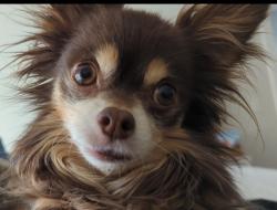 Lost Male Dog last seen Tess court, Eatontown NJ, Eatontown, NJ 07724