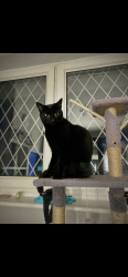 Lost Female Cat last seen Holbury, Holbury, England SO45 2HL