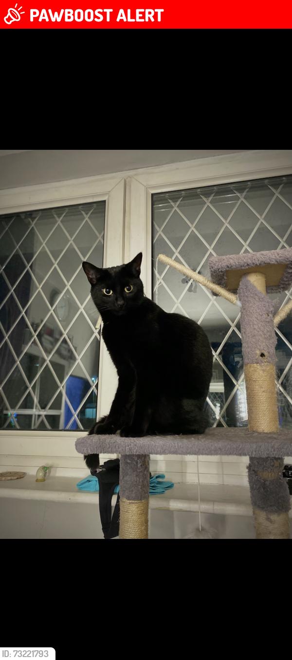 Lost Female Cat last seen Holbury, Holbury, England SO45 2HL