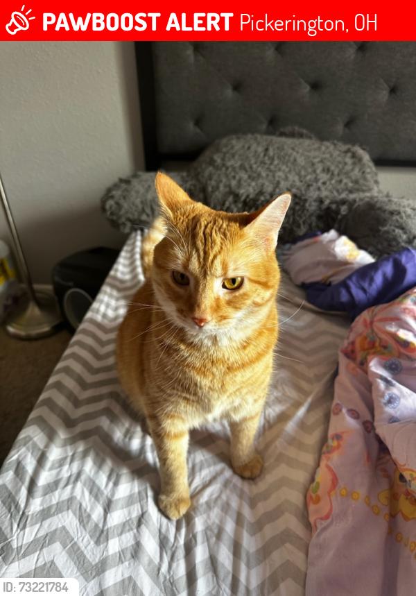 Lost Female Cat last seen Brentwood Farms and Ashley Creek Area, Pickerington, OH 43147