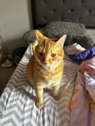Lost Female Cat last seen Brentwood Farms and Ashley Creek Area, Pickerington, OH 43147