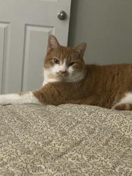 Lost Male Cat last seen terrell mill road and powers ferry, Marietta, GA 30067