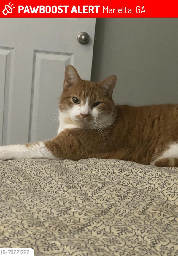 Lost Male Cat last seen terrell mill road and powers ferry, Marietta, GA 30067