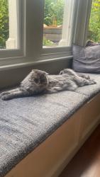 Reunited Male Cat last seen Westbury Park, Redland, England BS6 7NJ