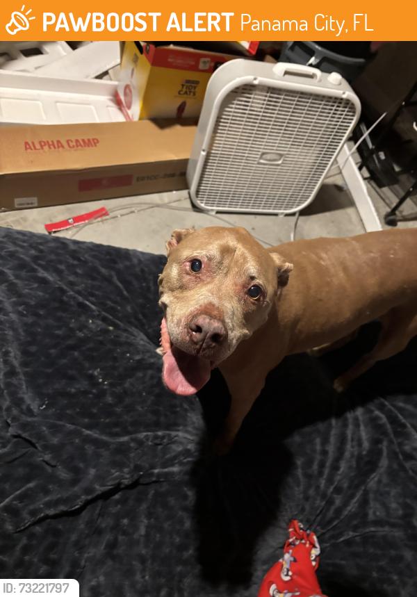 Found/Stray Male Dog last seen Cherokee Heights and Merritt Brown, Panama City, FL 32404