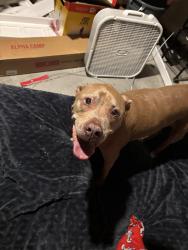 Found/Stray Male Dog last seen Cherokee Heights and Merritt Brown, Panama City, FL 32404