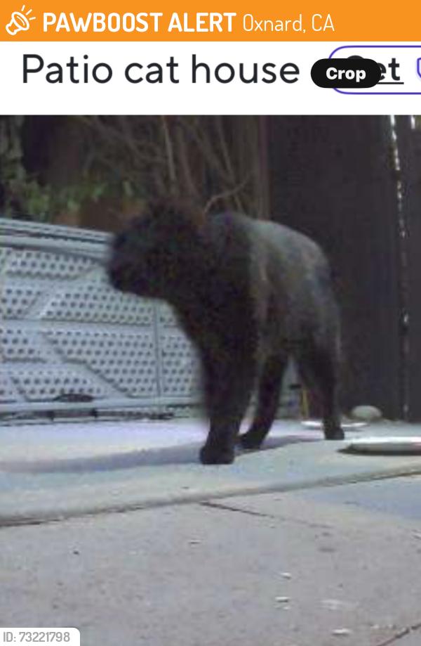Found/Stray Unknown Cat last seen Oxnard shores, Oxnard, CA 93035