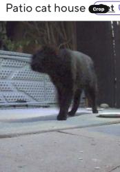 Found/Stray Unknown Cat last seen Oxnard shores, Oxnard, CA 93035