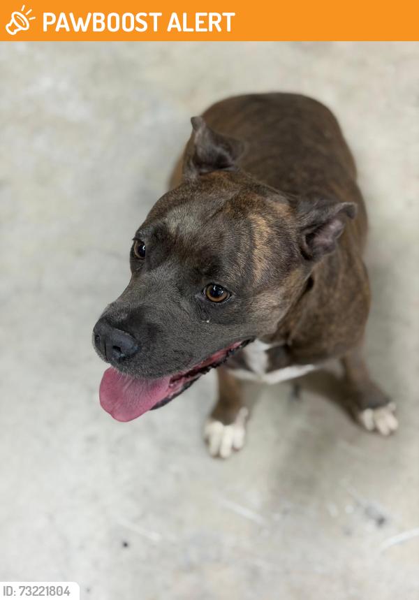 Found/Stray Female Dog last seen NW 72nd Avenue & NW 68th St, Miami, Fl 33166, Miami-Dade County, FL 33166