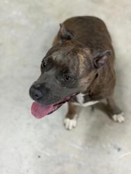 Found/Stray Female Dog last seen NW 72nd Avenue & NW 68th St, Miami, Fl 33166, Miami-Dade County, FL 33166