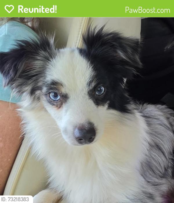 Reunited Male Dog last seen Chickering Rd, Cleburne, TX 76031