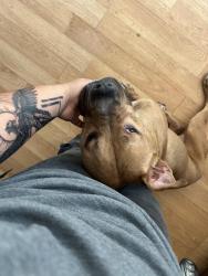Reunited Male Dog last seen SUMNER AVE AND N4TH ST, Allentown, PA 18102