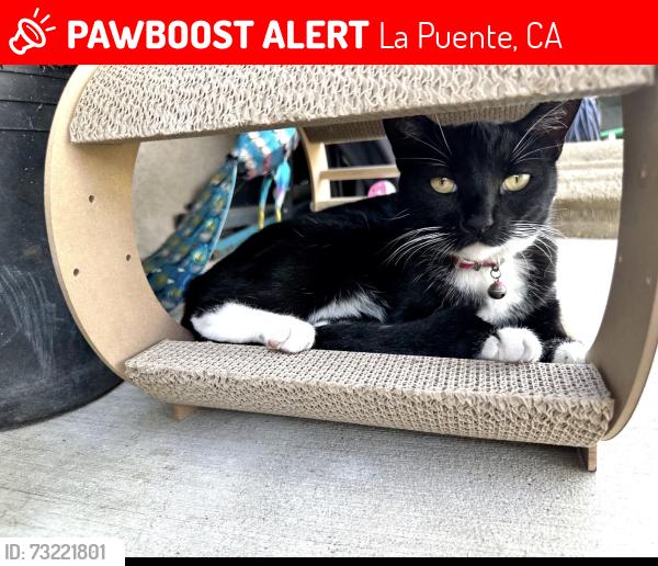 Lost Female Cat last seen Near s hambledon ave la puente, La Puente, CA 91744