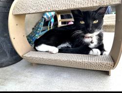 Lost Female Cat last seen Near s hambledon ave la puente, La Puente, CA 91744