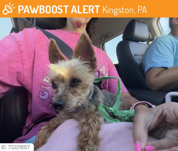 Found/Stray Male Dog last seen Dike, Kingston, PA 18704