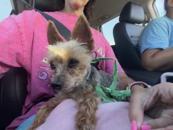 Found/Stray Male Dog last seen Dike, Kingston, PA 18704