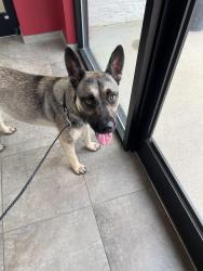 Found/Stray Male Dog last seen Grays creek middle school, Hope Mills, NC 28348