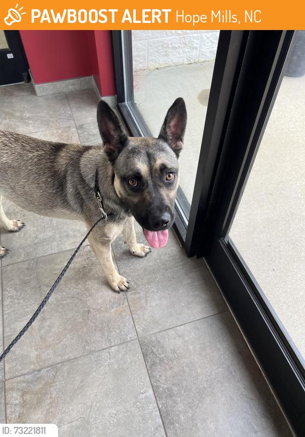 Found/Stray Male Dog last seen Grays creek middle school, Hope Mills, NC 28348