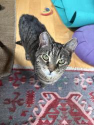Lost Male Cat last seen Fishcreek Rd and Wrolsen Dr, Saugerties, NY 12477