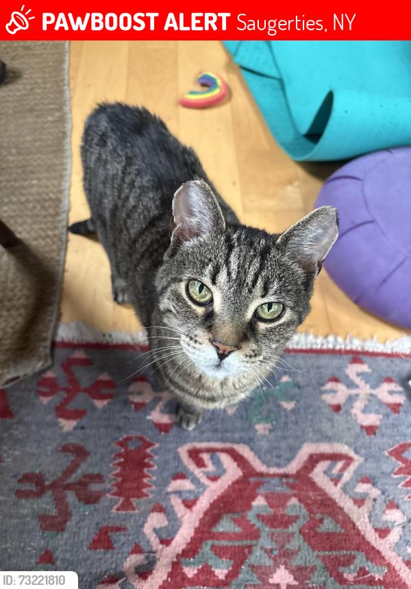 Lost Male Cat last seen Fishcreek Rd and Wrolsen Dr, Saugerties, NY 12477
