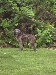 Reunited Female Dog last seen Old Honeycutt Rd & Hwy 55, Fuquay-Varina, NC 27526