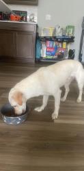 Reunited Male Dog last seen Black Branch Woods, Raeford, NC 28376