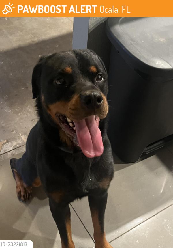 Found/Stray Male Dog last seen Marion oaks Blvd, Dollar General market Marion oaks, Ocala, FL 34473