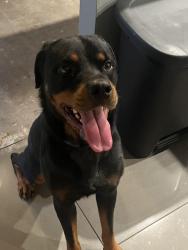 Found/Stray Male Dog last seen Marion oaks Blvd, Dollar General market Marion oaks, Ocala, FL 34473