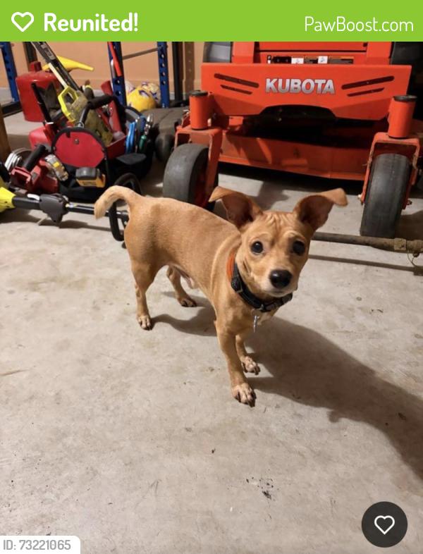 Reunited Male Dog last seen Pair Rd SW, Georgia, USA, Cobb County, GA 30008