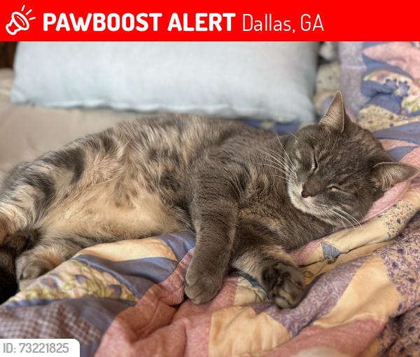 Lost Female Cat last seen Buchanan Highway, Dallas, GA 30157