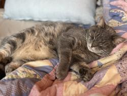 Lost Female Cat last seen Buchanan Highway, Dallas, GA 30157