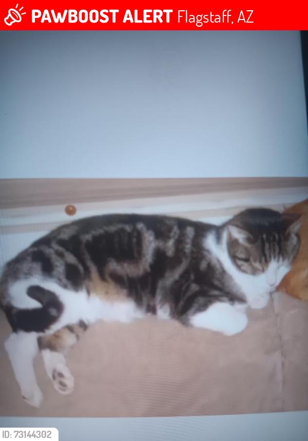 Lost Male Cat last seen Peak view, Flagstaff, AZ 86001