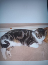 Lost Male Cat last seen Peak view, Flagstaff, AZ 86001