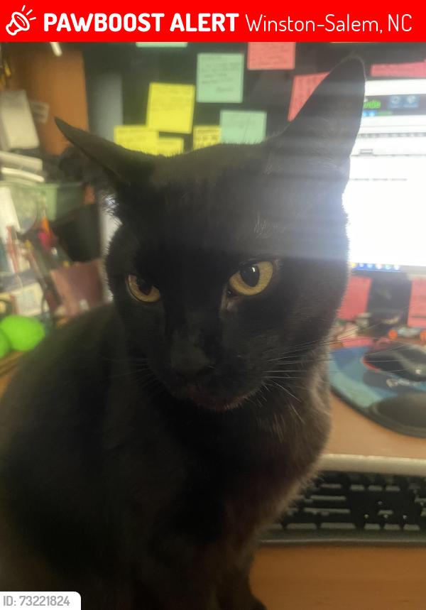 Lost Female Cat last seen Jonestown Rd, Winston-Salem, NC 27103