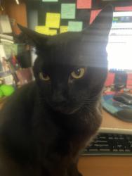 Lost Female Cat last seen Jonestown Rd, Winston-Salem, NC 27103