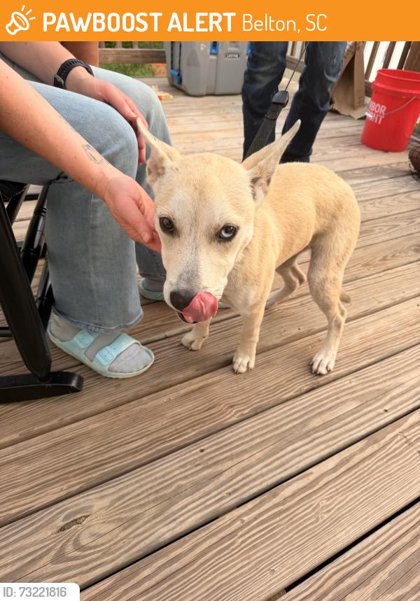 Found/Stray Male Dog last seen S & M Auto Parts, US 29 North, Belton, SC 29627